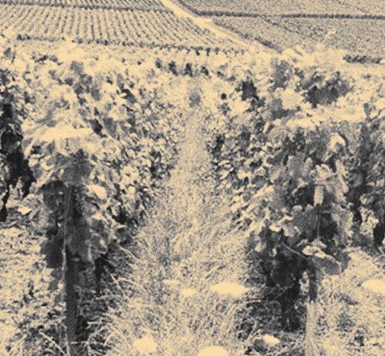 Le travail de la vigne