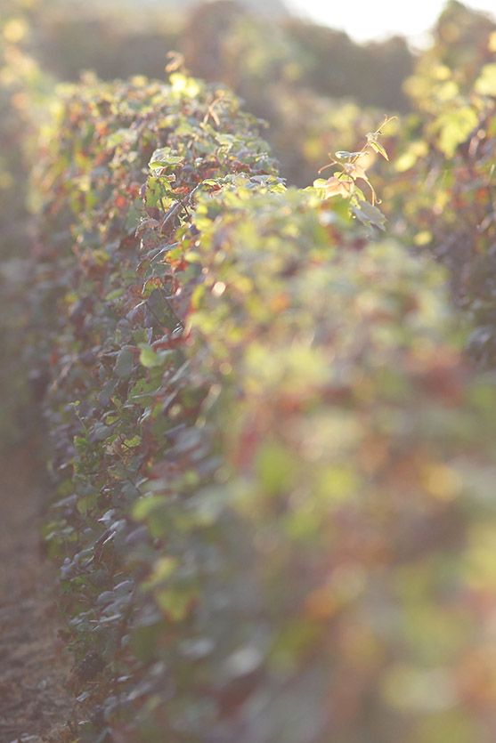 Vignes Champagne Gratiot & Cie