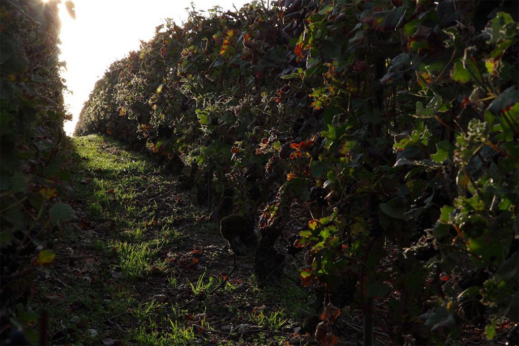 Vignoble Champagne Grratiot & Cie