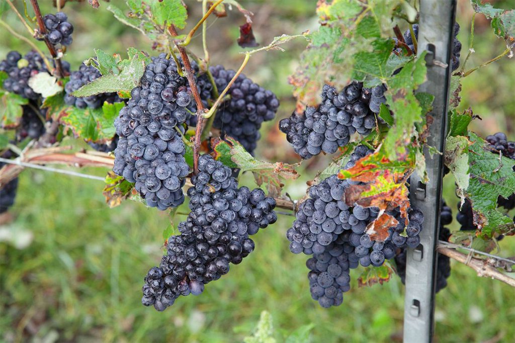 Vignoble pinot meunier